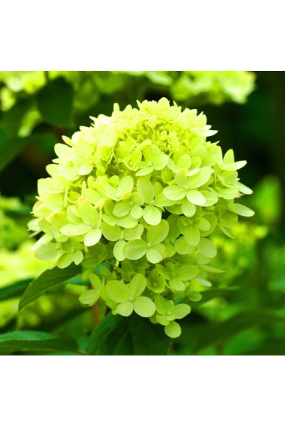 Hydrangea paniculata Mojito